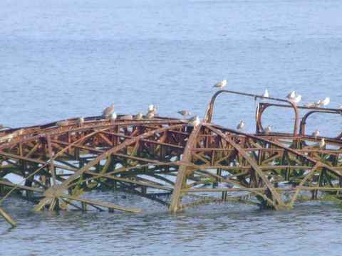 Seagulls on the rusted ironwork of the ballroom roof