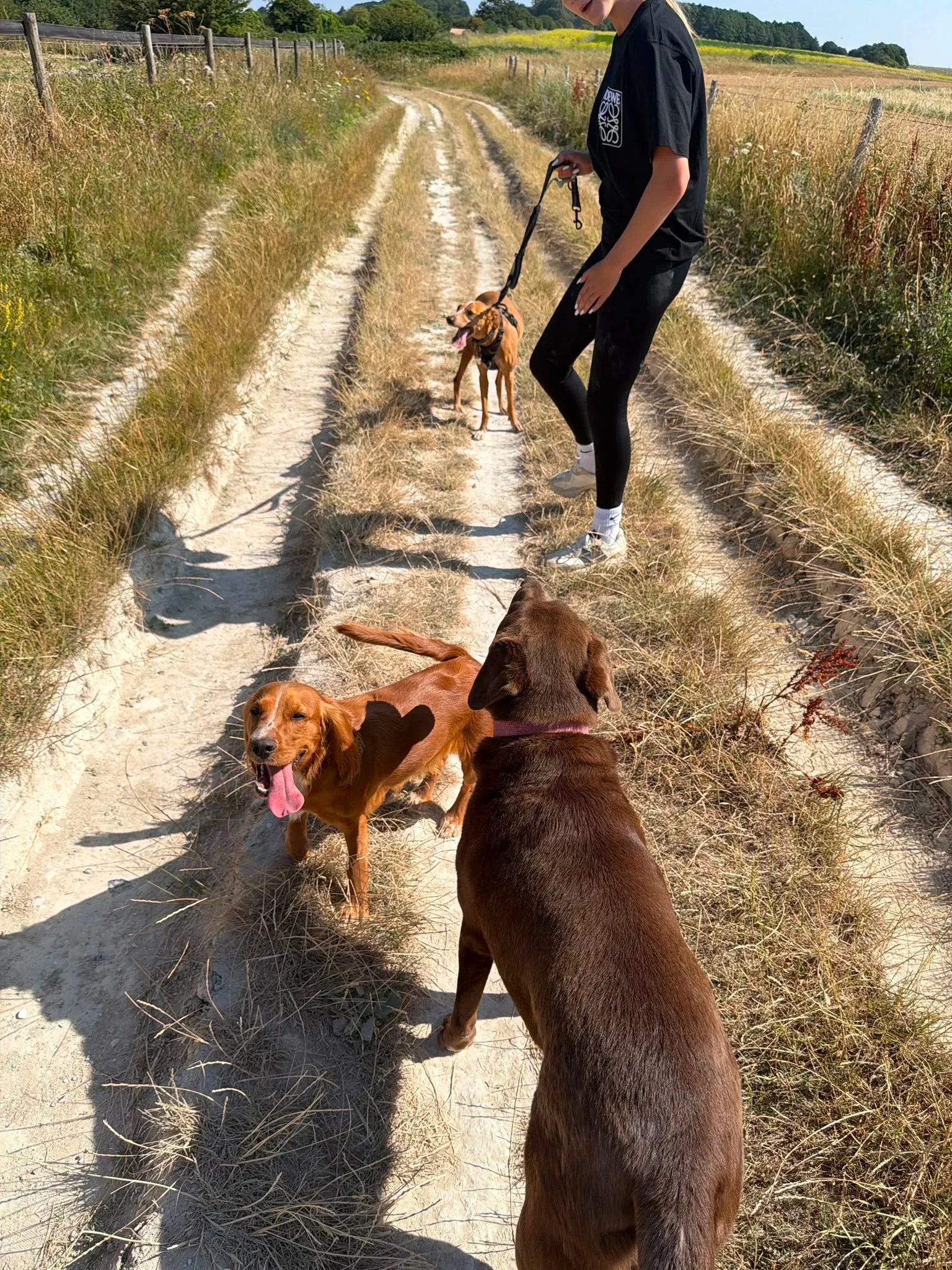 A Furry Adventures walker with three dogs on a chalk track on the South Downs above Brighton